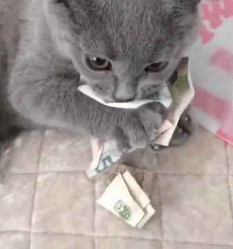 什么猫聪明听话又好养