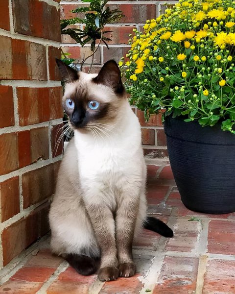 什么猫聪明听话又好养