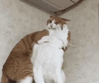 什么猫聪明听话又好养