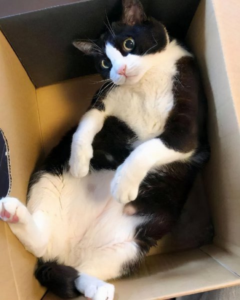 什么猫聪明听话又好养