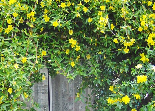 法国香水茉莉一年开几次花