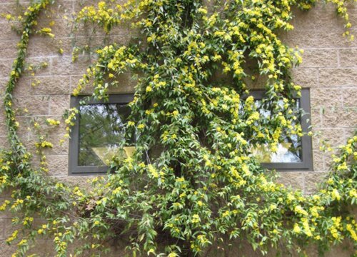 法国香水茉莉一年开几次花