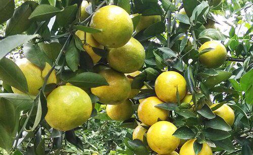 柑橘炭疽病的表现和治疗方法