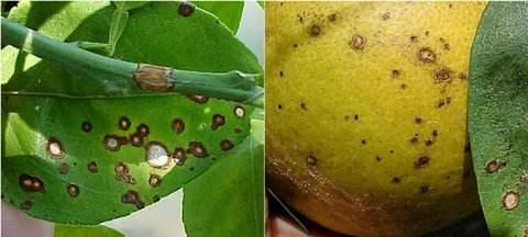 柑橘炭疽病的表现和治疗方法