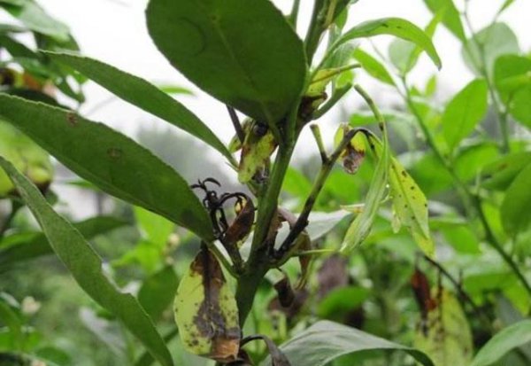 柑橘炭疽病的表现和治疗方法