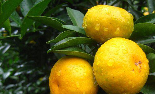 柑橘炭疽病的表现和治疗方法