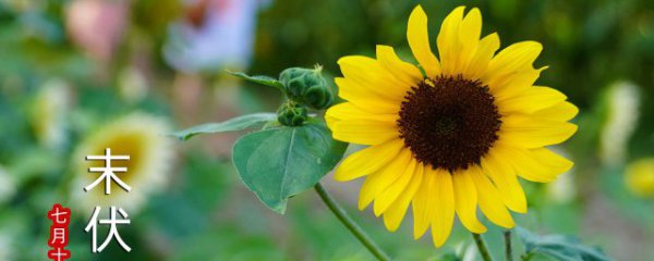 观赏向日葵怎么种