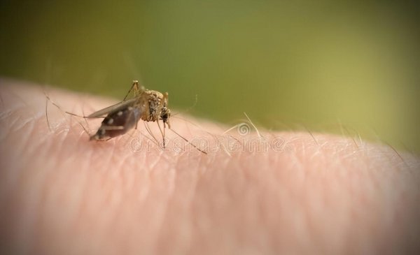 为什么蚊子不灭绝