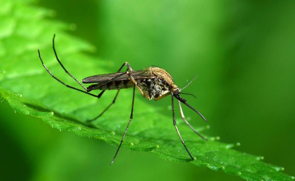 为什么蚊子不灭绝