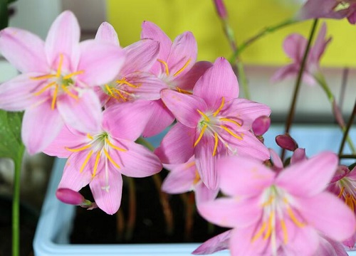 风雨兰什么时候栽种合适