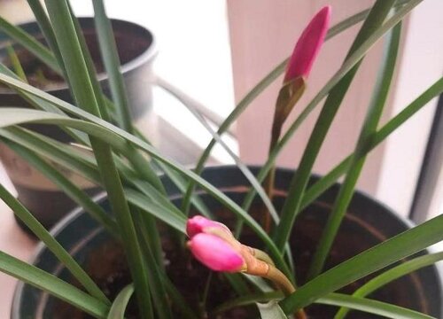 风雨兰什么时候栽种合适