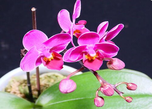 夏天怎么养兰花长势旺