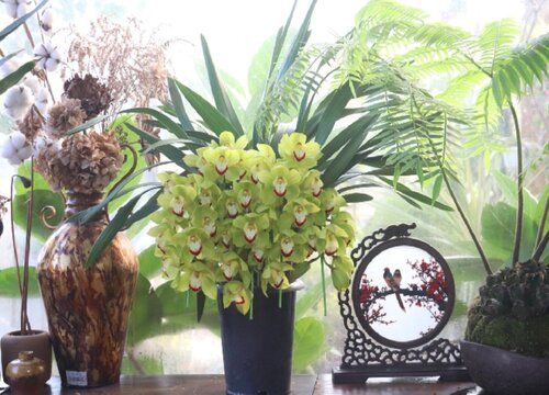 夏天怎么养兰花长势旺