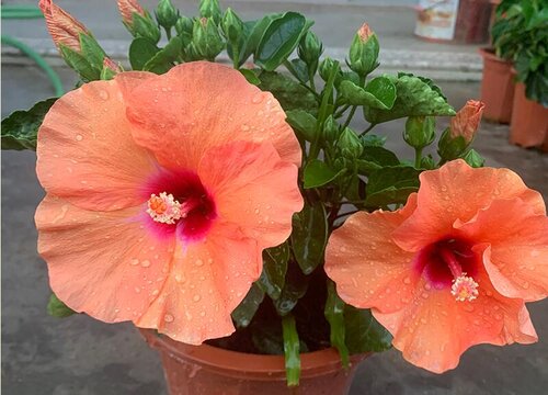 盆栽什么时候换盆好