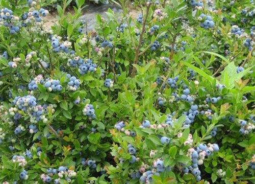 蓝莓什么时候移栽最好