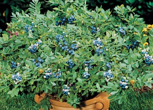 蓝莓什么时候移栽最好