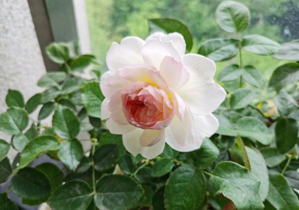 波莱罗月季的优缺特点