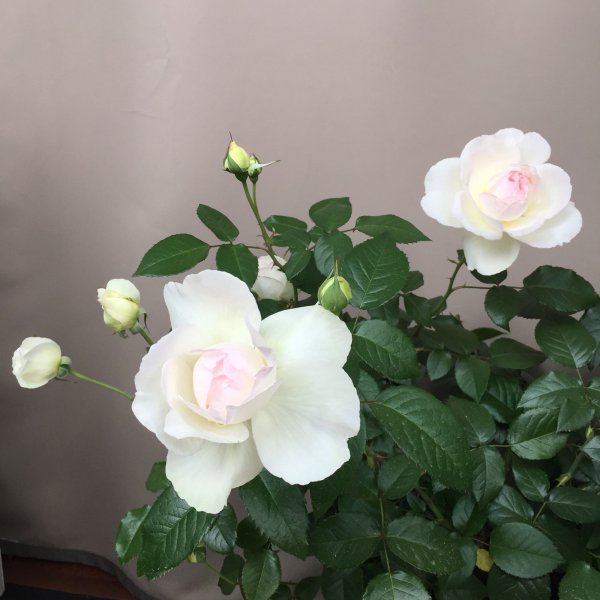 波莱罗月季的优缺特点