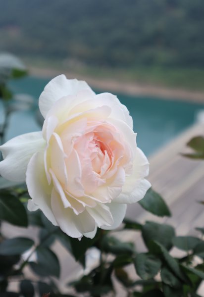 波莱罗月季的优缺特点