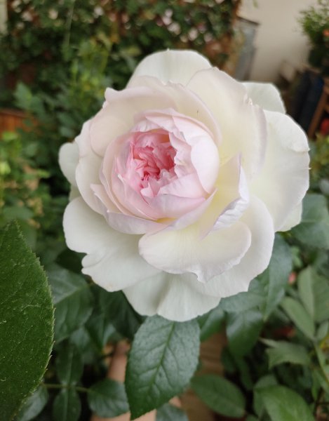 波莱罗月季的优缺特点