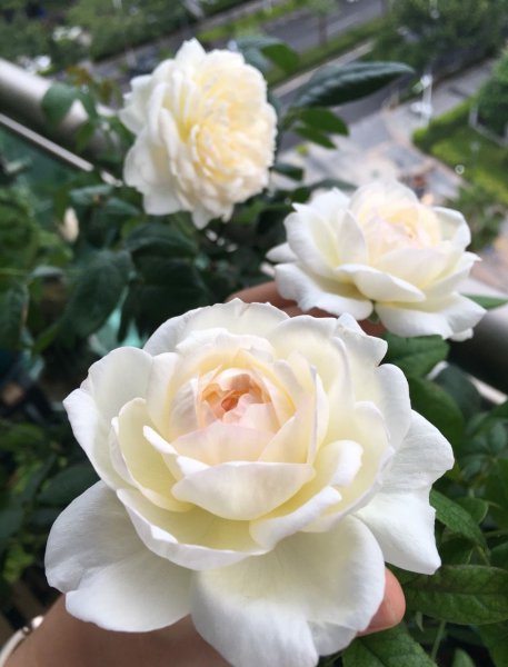 波莱罗月季的优缺特点