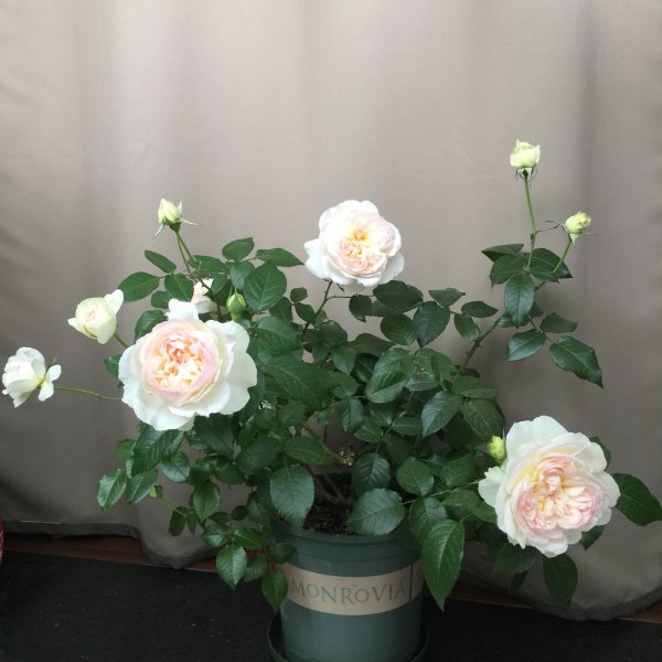 波莱罗月季的优缺特点