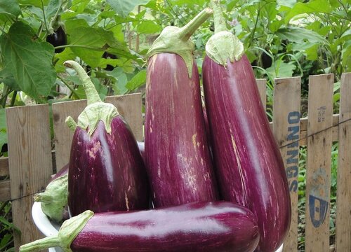 茄子一年可以种几次