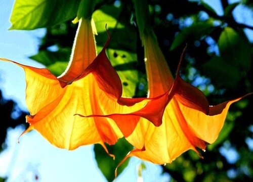 曼陀罗一年开几次花