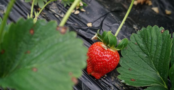安徽特产水果都有哪些