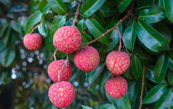 安徽特产水果都有哪些