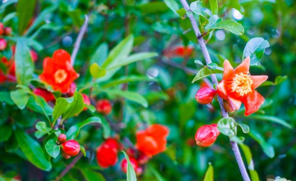 安徽特产水果都有哪些