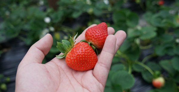 安徽特产水果都有哪些