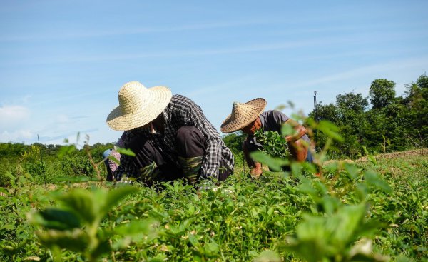 安徽特产水果都有哪些