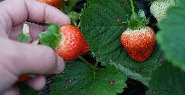 安徽特产水果都有哪些