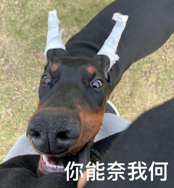 杜宾犬好养吗