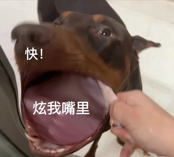 杜宾犬好养吗