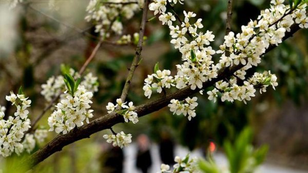 李子树开花不结果是什么原因造成的