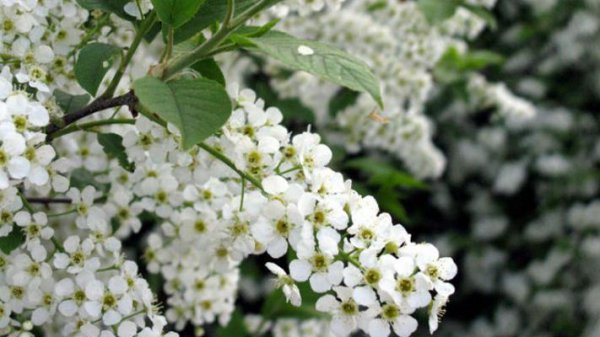 李子树开花不结果是什么原因造成的