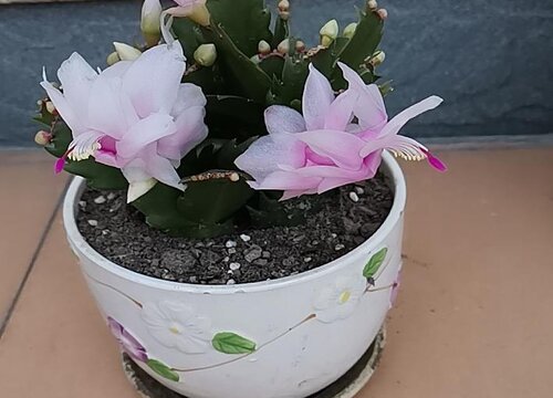 蟹爪兰用什么花盆最好