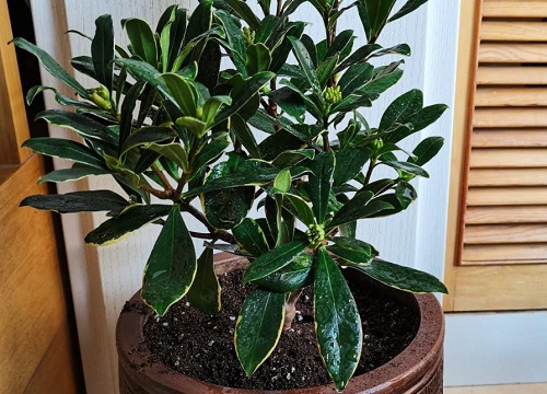 瑞香换盆后怎么处理掉花