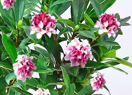 瑞香换盆后怎么处理掉花