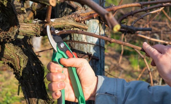 萄萄剪枝怎么剪让师傅告诉一下