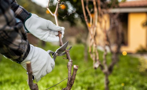 萄萄剪枝怎么剪让师傅告诉一下