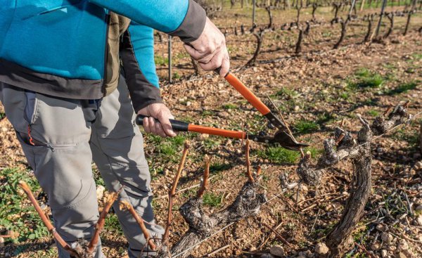 萄萄剪枝怎么剪让师傅告诉一下