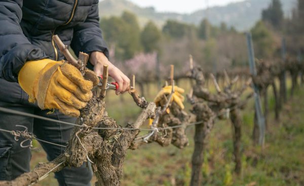萄萄剪枝怎么剪让师傅告诉一下