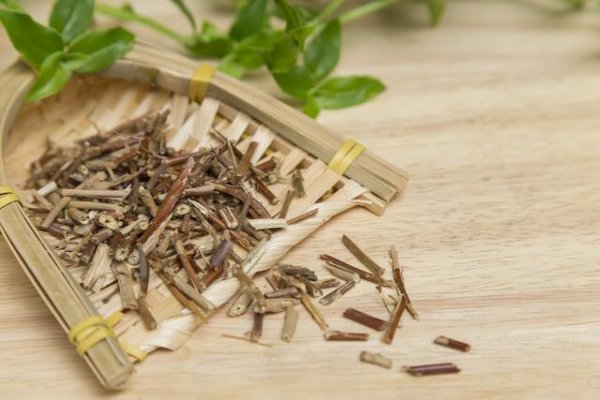 金银花为什么叫忍冬