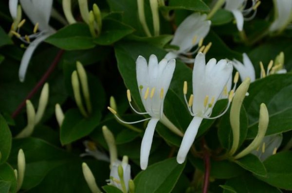 金银花为什么叫忍冬