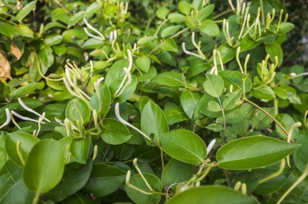 金银花为什么叫忍冬