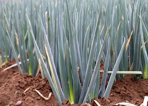 大葱种植时间和方法