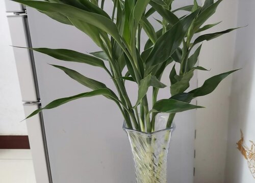 水养富贵竹为什么不生根